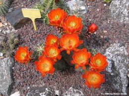 Echinocereus triglochidiatus 